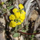 صورة Cottsia californica (Benth.) W. R. Anderson & C. Davis