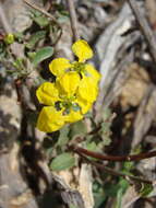 صورة Cottsia californica (Benth.) W. R. Anderson & C. Davis