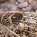 Image of Vaucher's Heath