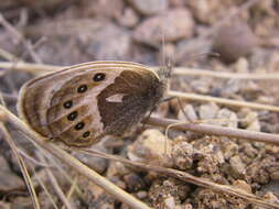 Image of Vaucher's Heath