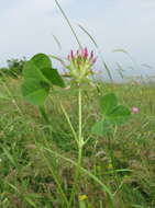 Image of Mediterranean clover