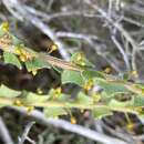 Image of Acacia biflora R. Br.