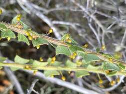 Слика од Acacia biflora R. Br.