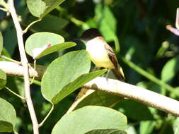 Image of Sad Flycatcher