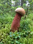 Image of Aureoboletus projectellus (Murrill) Halling 2015