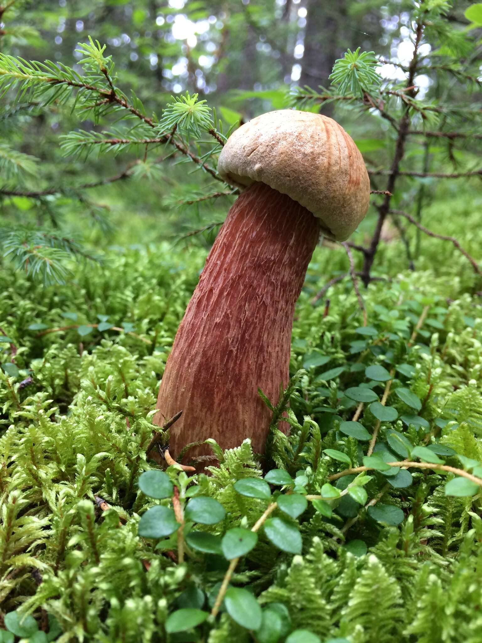 Слика од Aureoboletus projectellus (Murrill) Halling 2015