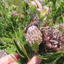 Image of Leucospermum fulgens Rourke