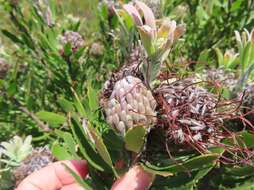 Image of Leucospermum fulgens Rourke