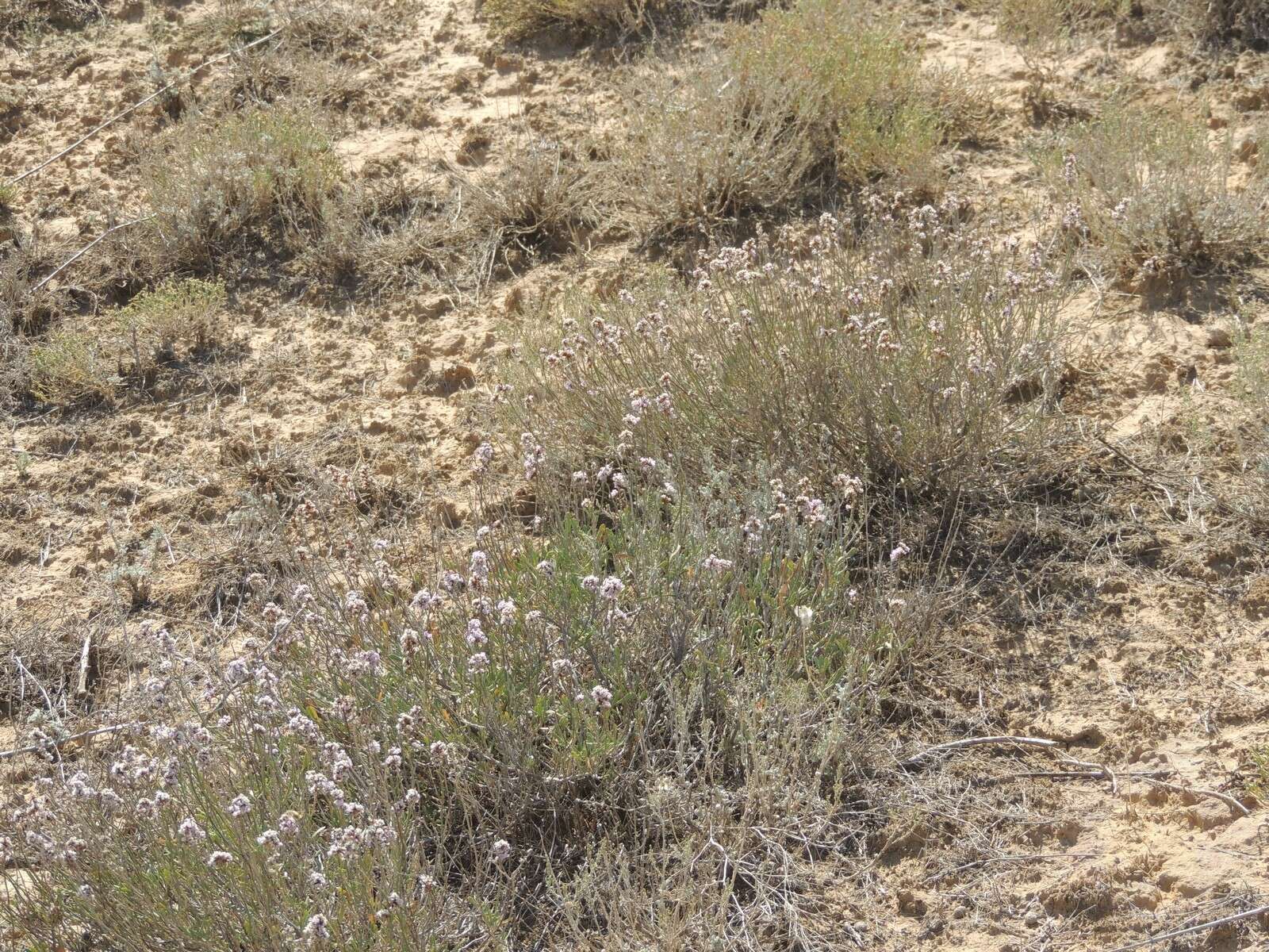 Sivun Limonium suffruticosum (L.) Kuntze kuva