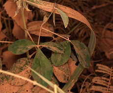 Image of Crotalaria pallida var. pallida