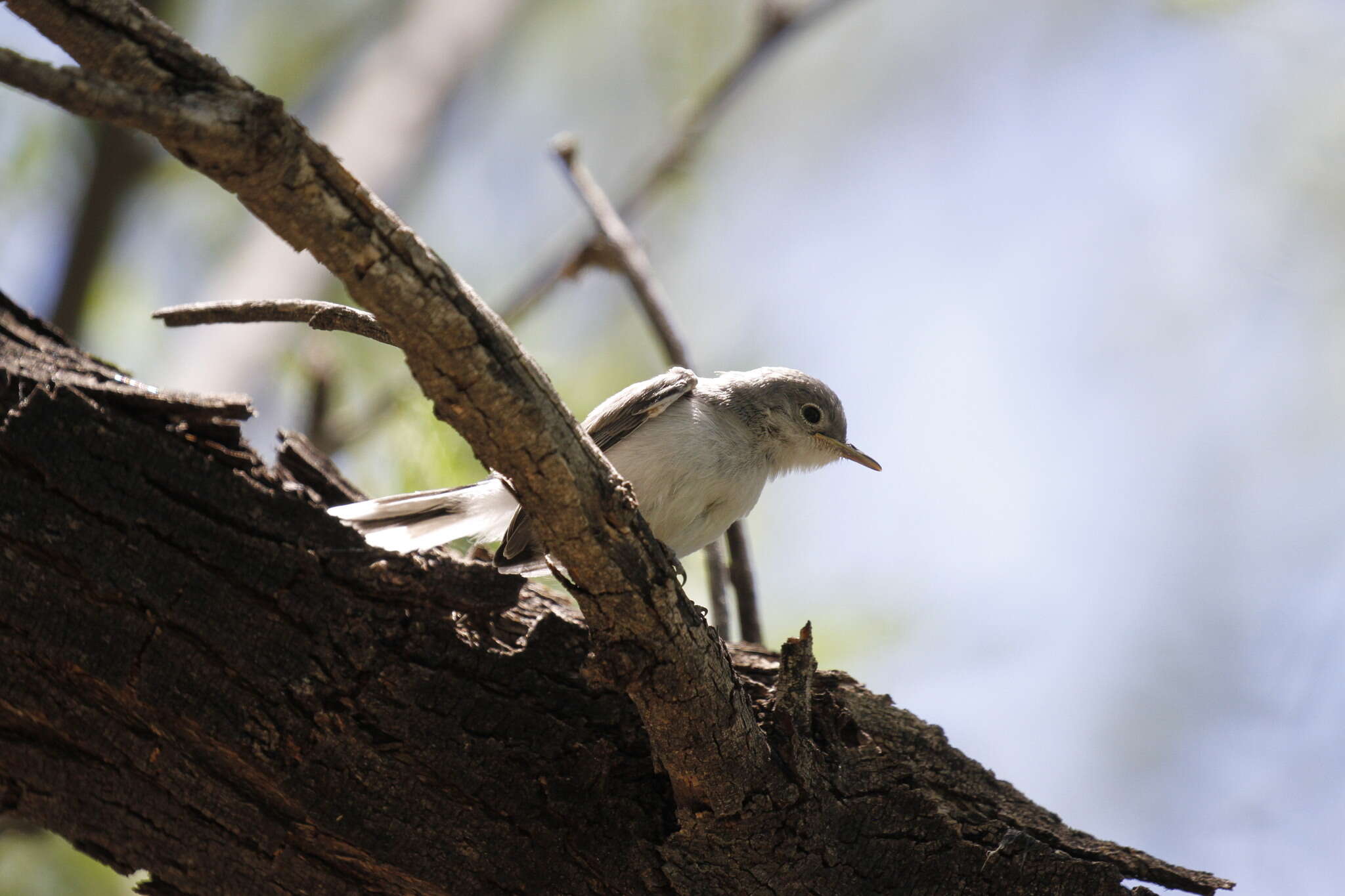 Image of Black-capped Gnatcatcher