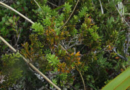 صورة Podocarpus nivalis Hook.