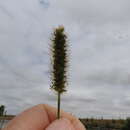 Image de Setaria pumila subsp. pumila