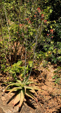 Image of Aloe branddraaiensis Groenew.