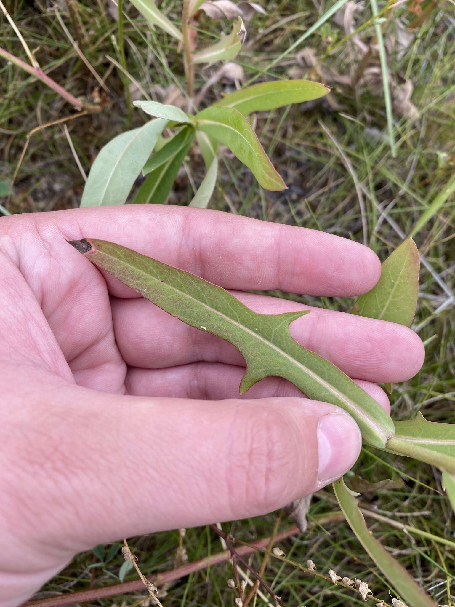 صورة Lactuca pulchella (Pursh) DC.