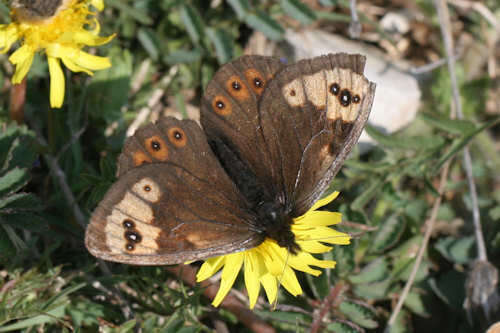 Erebia epistygne Hübner 1816 resmi