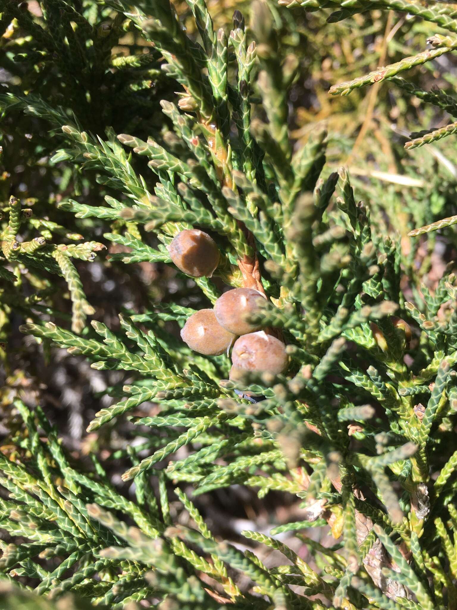 Image of Black Juniper