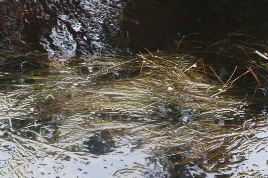 Sivun Schoenoplectus subterminalis (Torr.) Soják kuva