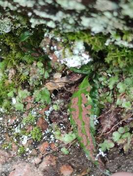 Image of Asplenium ruprechtii Kurata