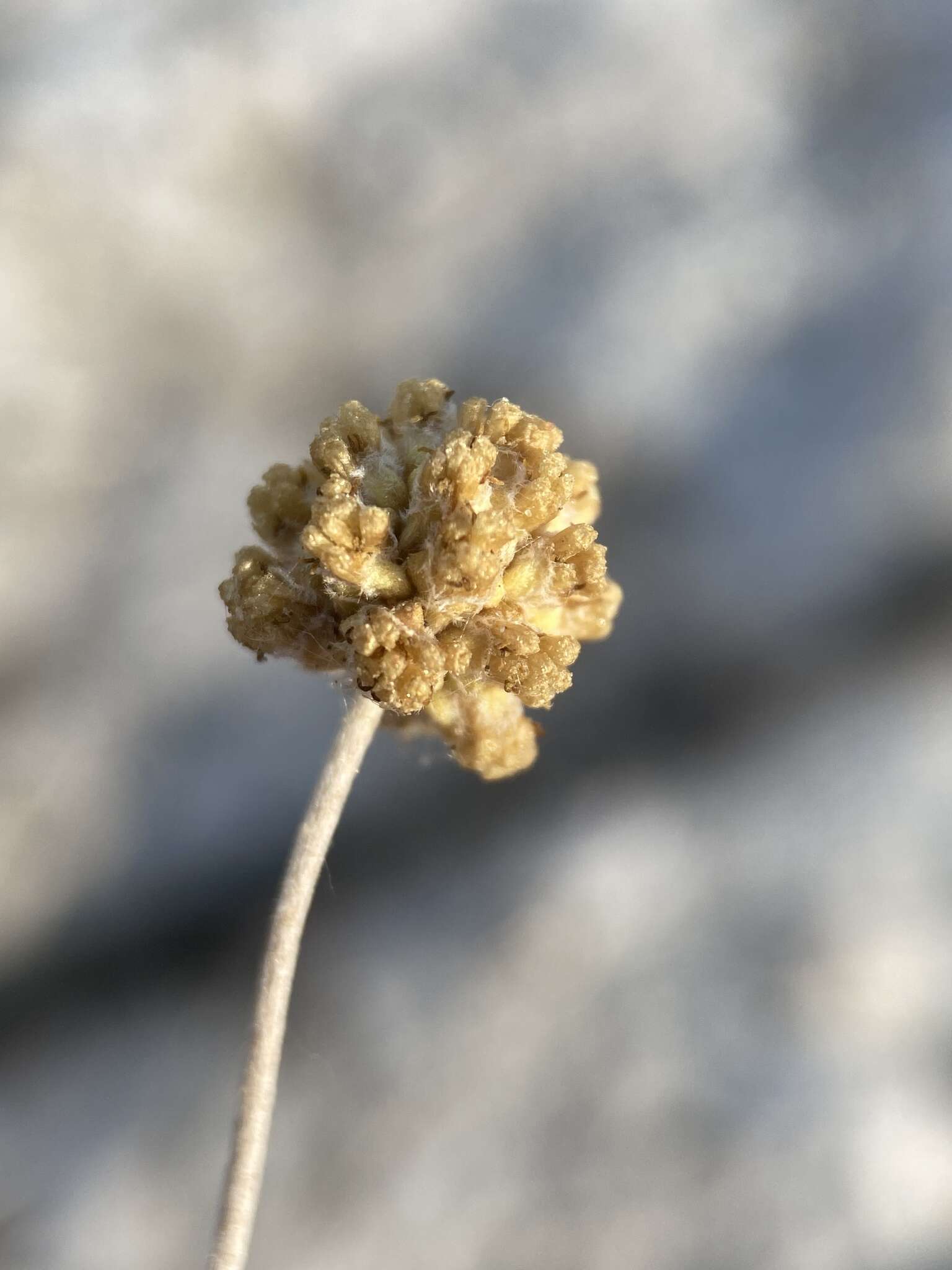 Image of rock tansy