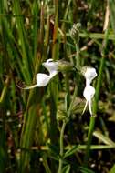 Image of Syncolostemon parviflorus var. parviflorus