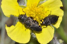 Image of Anthaxia sepulchralis (Fabricius 1801)