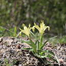 Image of Iris pseudocapnoides