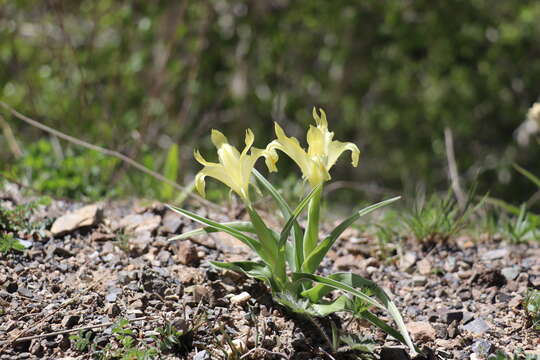 Image de Iris pseudocapnoides