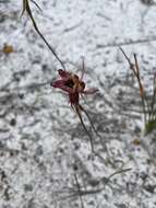 Image of Zebra orchid