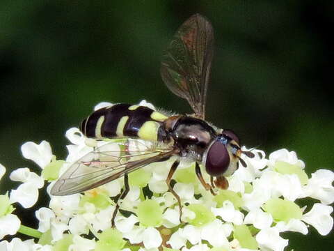 Image of Melangyna fisherii (Walton 1911)