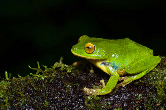 Imagem de Pseudophilautus ocularis (Manamendra-Arachchi & Pethiyagoda 2005)