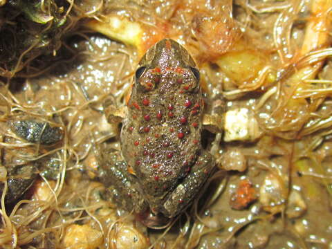 Image of Chile Four-eyed Frog