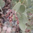 Image of Arctostaphylos peninsularis subsp. juarezensis J. E. Keeley