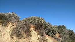 Image of barranca brush