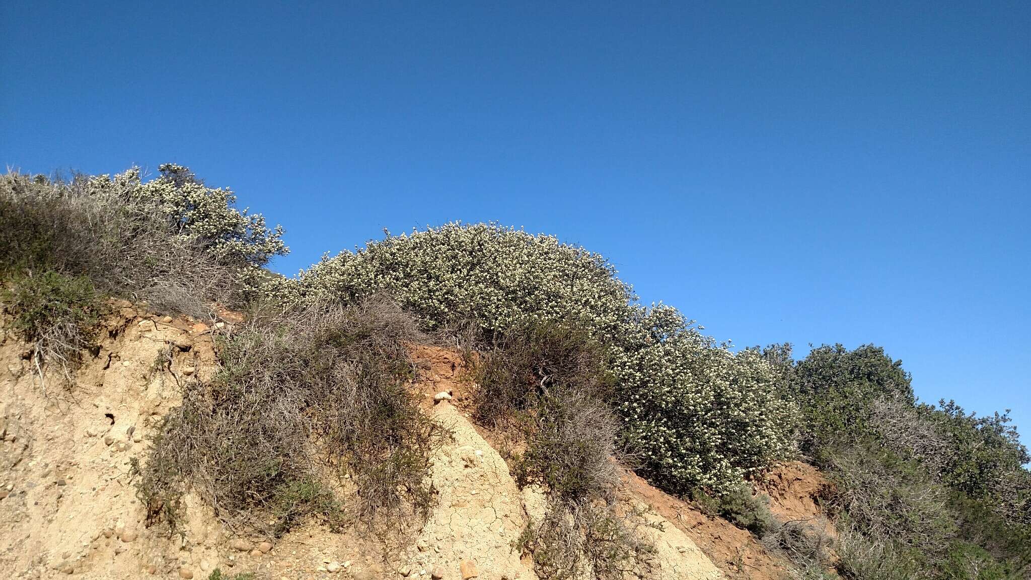 Image of barranca brush