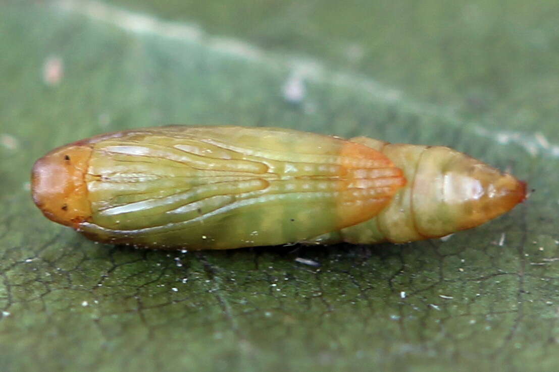 Imagem de Argyresthia goedartella Linnaeus 1758