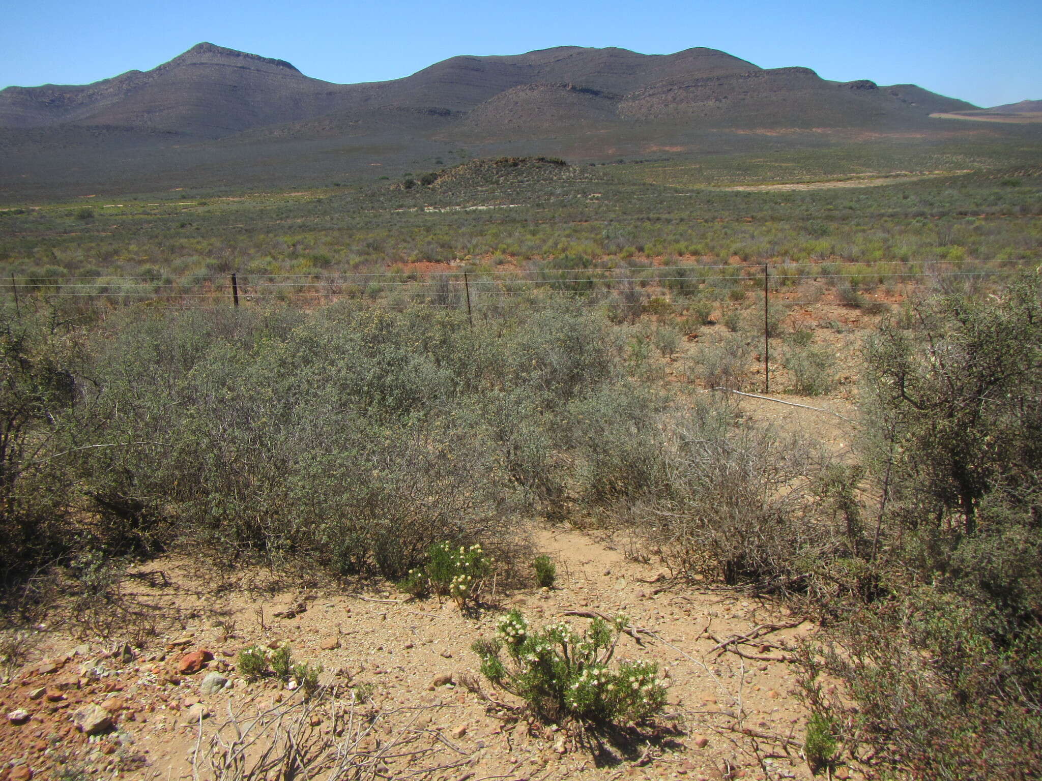 Image of Pteronia pallens L. fil.