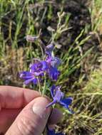 Image of San Bernardino larkspur