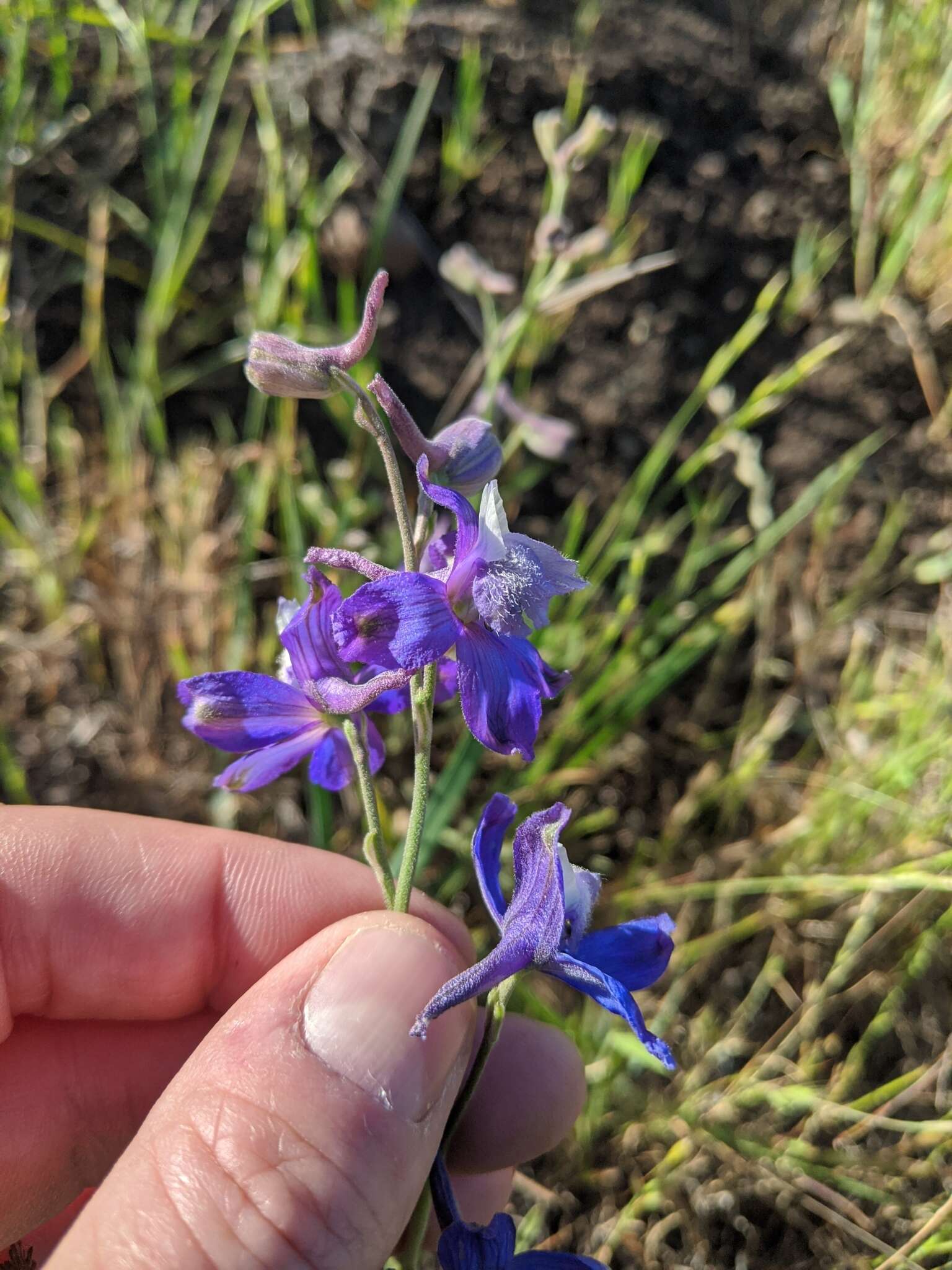 Image of San Bernardino larkspur