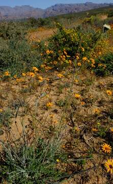 Image of Bolandia pinnatifida (Thunb.) J. C. Manning & Cron