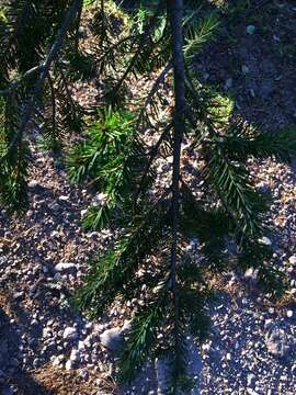 Image of Mexican Douglas-fir