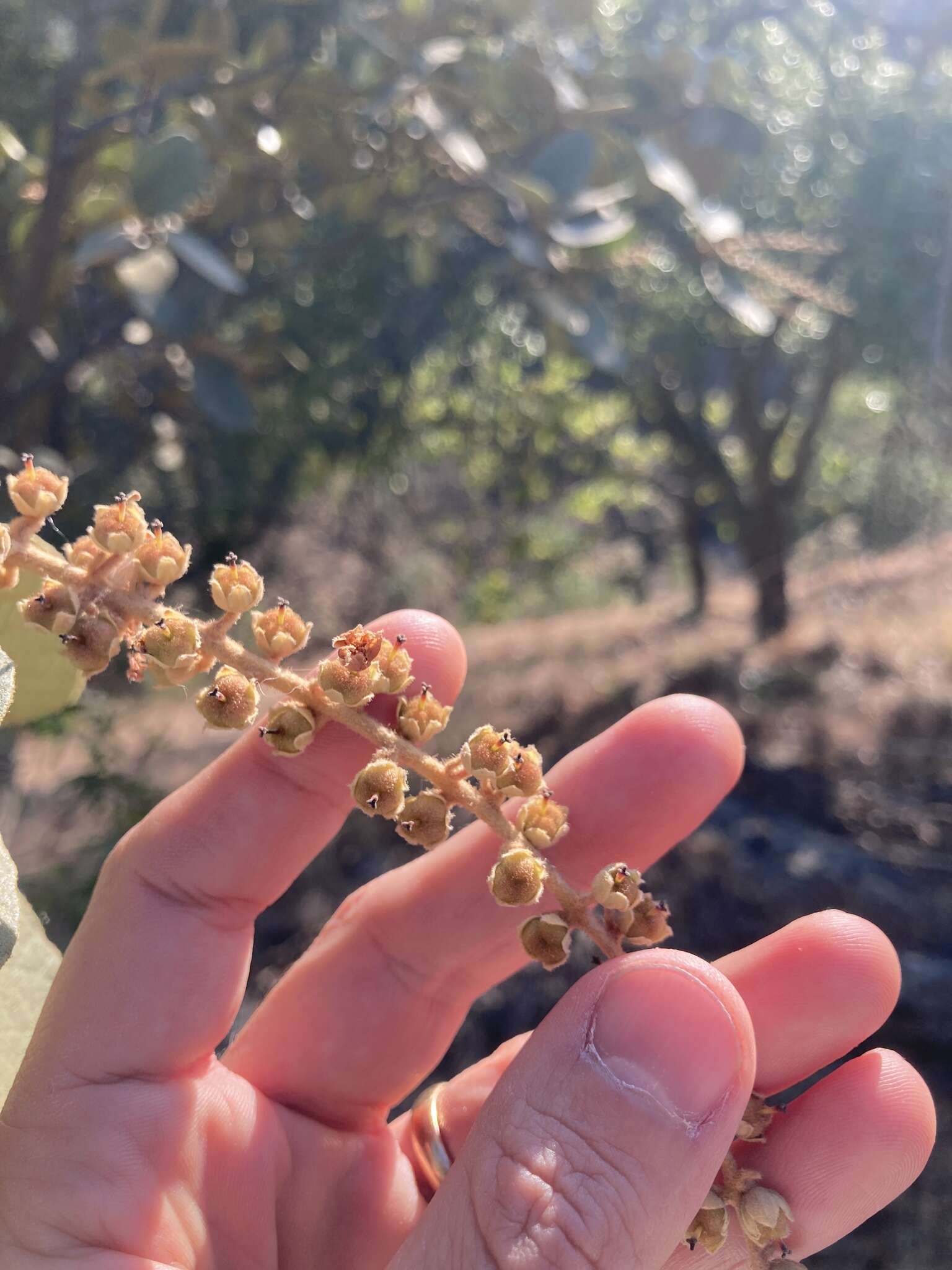 Image of Clethra rosei Britton