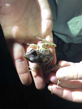 Image of Isla Bonita Robber Frog