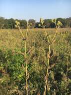 Image of <i>Silphium <i>integrifolium</i></i> var. integrifolium