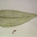 Image of <i>Oxyrrhynchium speciosum</i>