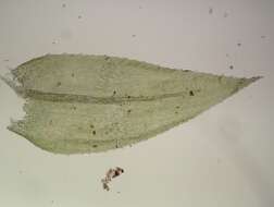 Image of <i>Oxyrrhynchium speciosum</i>