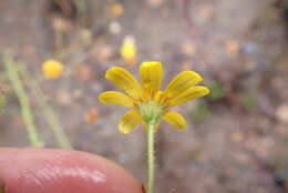 Image of Osteospermum bolusii (Compton) T. Norl.