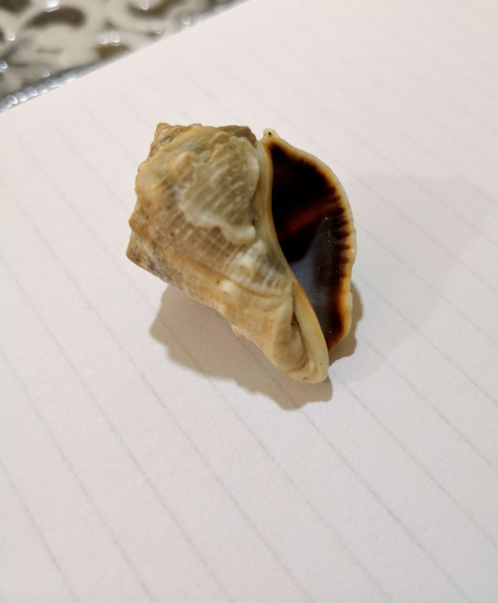 Image of heavy crown shell