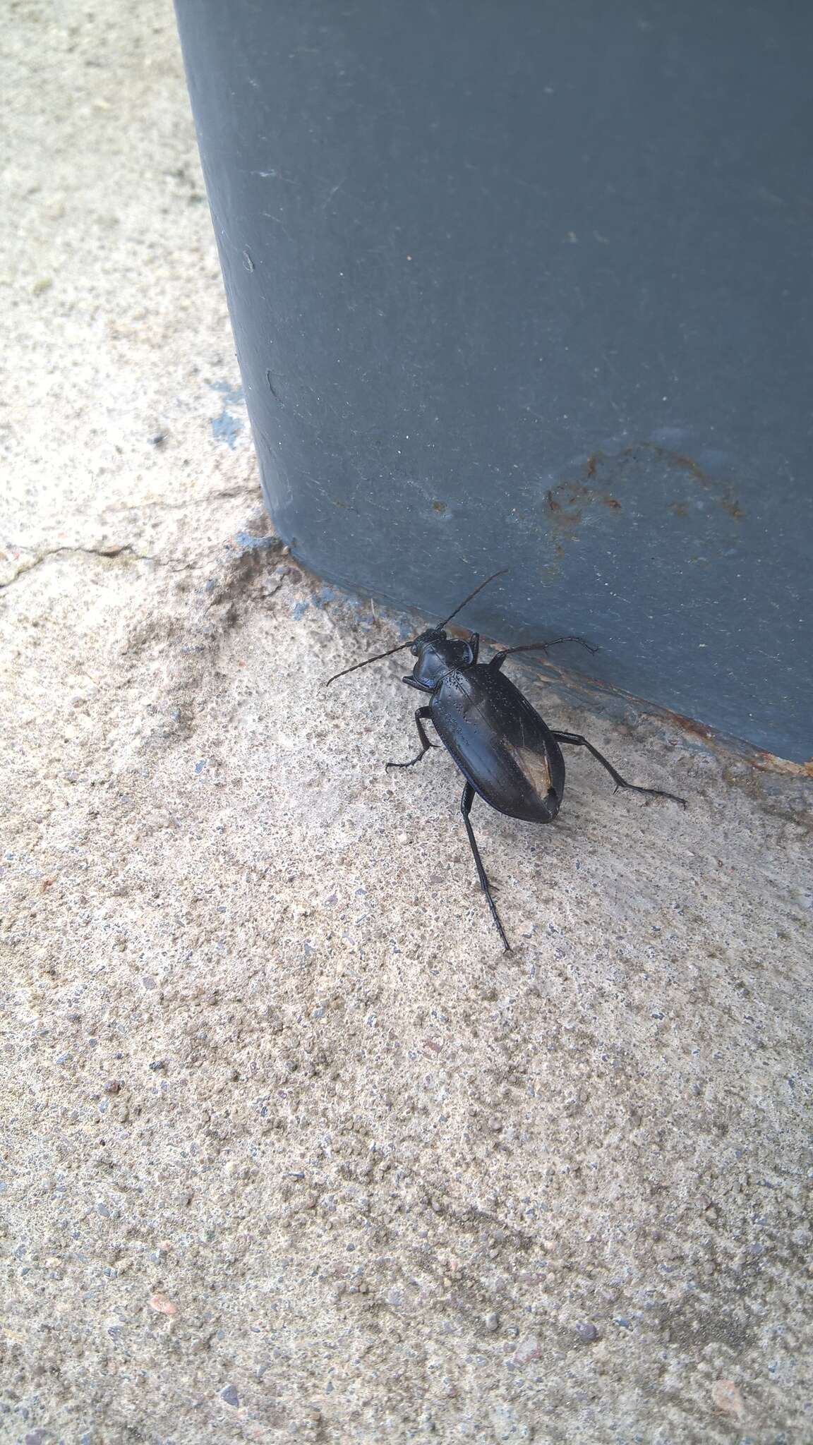 Image of Calosoma (Callitropa) macrum Le Conte 1853