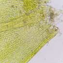 Image of brook-side feather-moss